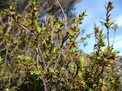 Kunzea robusta