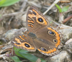 Junonia genoveva hilaris