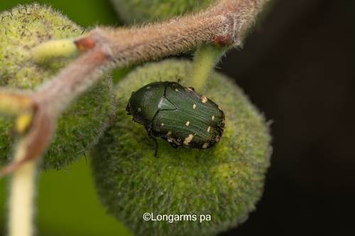 Gametis jucunda (Faldermann, 1835)