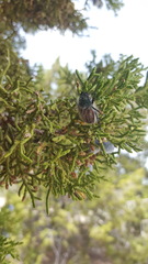 Paracotalpa granicollis