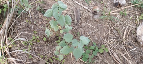 Pelotazo (Abutilon trisulcatum)