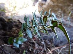 Pellaea calidirupium