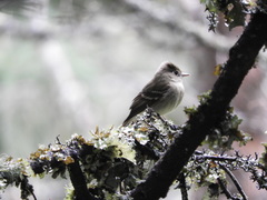 Empidonax difficilis