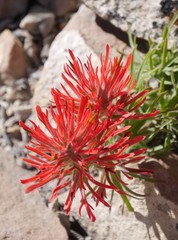 Castilleja scabrida
