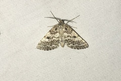 Eufidonia notataria