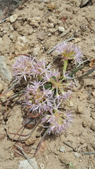 Allium anceps