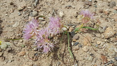 Allium anceps