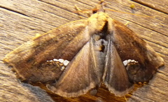 Hypsoropha hormos