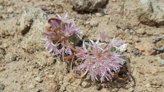 Allium anceps