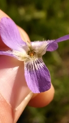 Viola septentrionalis