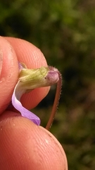 Viola septentrionalis