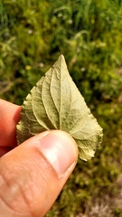 Viola septentrionalis