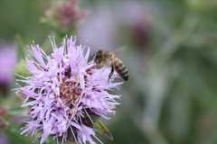 Apis mellifera