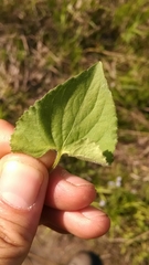 Viola septentrionalis