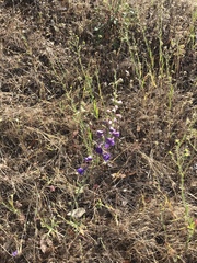 Delphinium hesperium