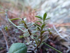 Veronica pimeleoides pimeleoides