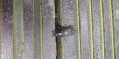 Dorcus miwai