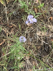 Gilia capitata