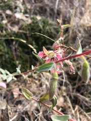 Clarkia unguiculata