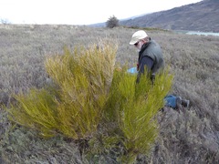 Carmichaelia compacta