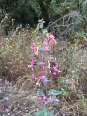 Clarkia unguiculata