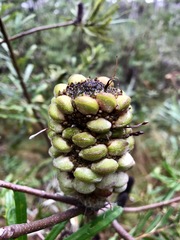 Banksia canei