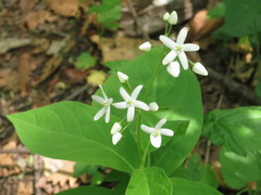 Vincetoxicum ascyrifolium