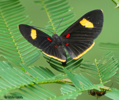 Melanis aegates albugo