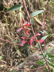 Clarkia unguiculata