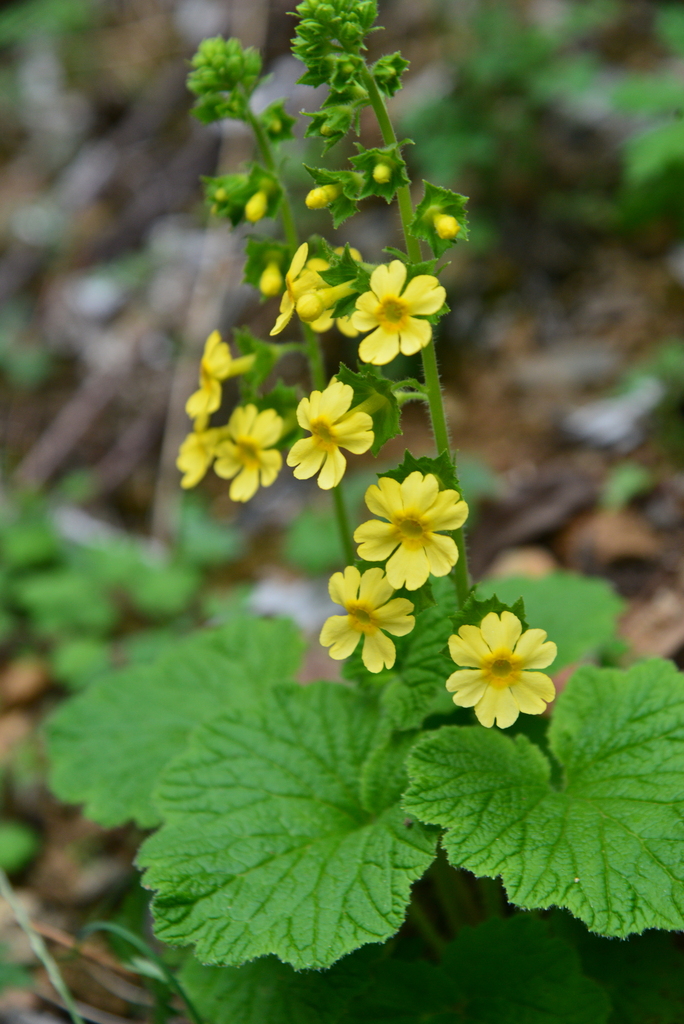 Primula bathangensis
