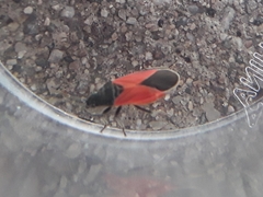 Melanopleurus belfragei