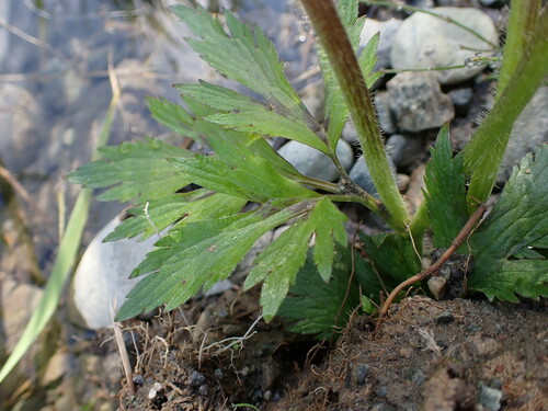 Image of Ranunculus macounii by (c) Chris Fluit, some rights reserved (CC BY)