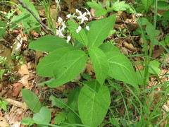 Vincetoxicum ascyrifolium