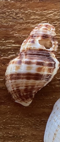 Cantharus elegans, 2024-06-29