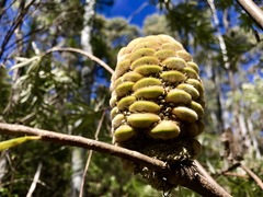 Banksia canei