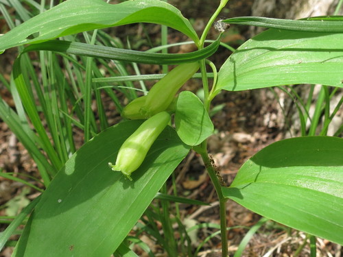 Garden Solomon's-seal (Polygonatum ×)