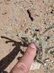 Johnstonella