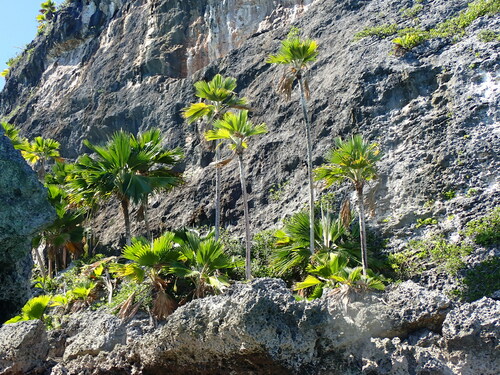 Thurston's Palm (Pritchardia thurstonii)