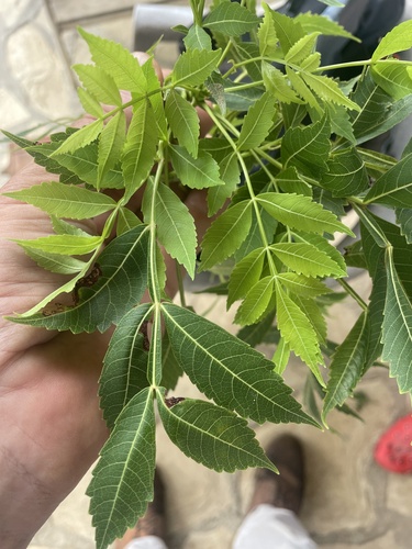 Bursera glabra