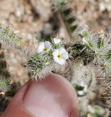Johnstonella