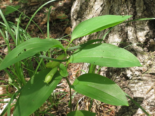 Polygonatum × desoulavyi, photograph 1