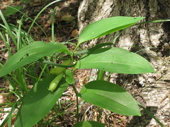 Polygonatum × desoulavyi, photograph Repina Tatyana, CC BY, iNaturalist via GBIF