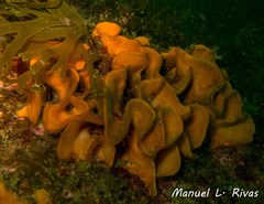 Pentapora foliacea