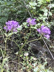 Dichelostemma