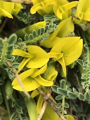 Astragalus oplites