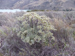 Pimelea aridula