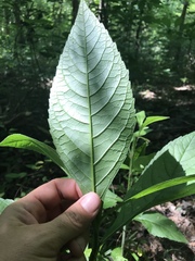 Verbesina alternifolia