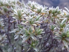 Pimelea aridula