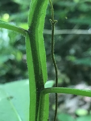 Verbesina alternifolia