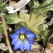 Gentiana aquatica pseudoaquatica - Photo (c) Jennifer Chandler, some rights reserved (CC BY-NC), uploaded by Jennifer Chandler